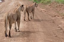 Nairobi National Park Tour Half Day