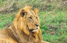 Nairobi National Park Tour Half Day