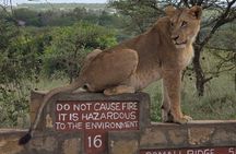 Nairobi National Park Tour Half Day