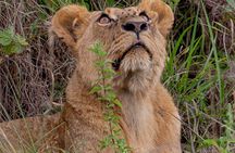 Nairobi National Park Half-Day Game Drive Guided Tour