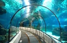 Hurghada Grand Aquarium Adventure with Convenient Transfers