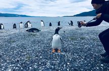 Penguins and Beagle Channel Patagonia Experience