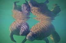 Pre-Season Special Manatee Snorkel Tour in Crystal River
