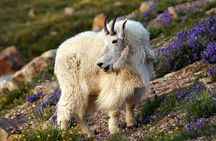 Beartooth Highway Small Group Tour with Wildlife Guide