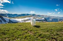 Beartooth Highway Small Group Tour with Wildlife Guide