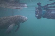 Pre-Season Special Manatee Snorkel Tour in Crystal River