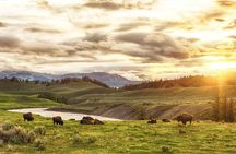 Yellowstone's Lamar Valley & Picnic With Wildlife Guide