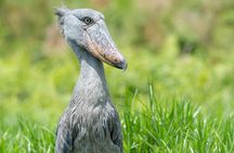 1 Day Best of Mabamba Shoebill Bird Watching Tour in Entebbe