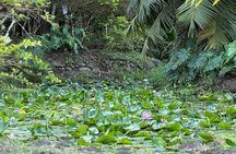 Premium Tour DE Tahiti, EN Half Day Privatised