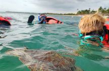 Cenote and Swimming with Turtles Private Tour in Akumal