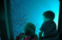 Submarine Excursion in Sharm El Sheikh