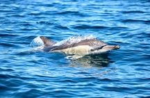 Ocean Explorer Tour from Lake Macquarie