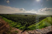 Private Vineyard and Wine Testing Tour From Guanajuato