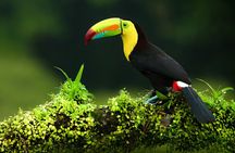 Private Bird Photo Tour with a Professional Bird Photographer