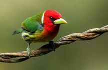 Private Bird Photo Tour with a Professional Bird Photographer