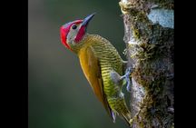 Private Bird Photo Tour with a Professional Bird Photographer