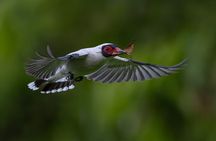 Safari-Bird Photo Tour in Monteverde. PRIVATE!