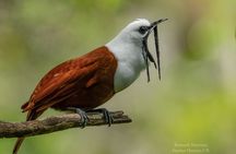 Safari-Bird Photo Tour in Monteverde. PRIVATE!