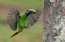 Safari-Bird Photo Tour in Monteverde. PRIVATE!