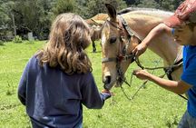 Horseback Riding in the Forest and Breakfast in Cabin