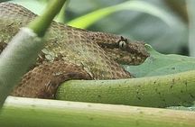 Sloth tour, Coffee, Chocolate and Tons of Wildlife 