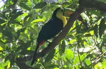Sloth tour, Coffee, Chocolate and Tons of Wildlife 