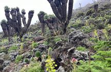 8 Days Kilimanjaro Climbing Lemosho Route