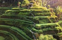 Explore Waterfalls and Ubud Surrounding
