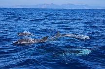Depart Saint Raphaël: Meet the Dolphins