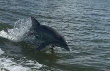 Private Dolphin Sightseeing Excursion