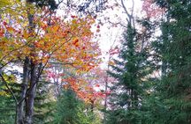 Autumn in Acadia National Park Private Leaf Peeper Driving Tour