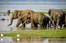 Minneriya Elephant Safari with Driver and Guide