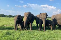 Minneriya Elephant Safari with Driver and Guide