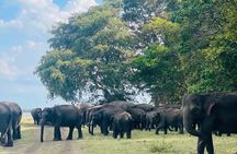 Minneriya Elephant Safari with Driver and Guide