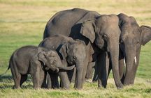 Minneriya premium Elephant Safari with expert Guide