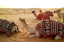 Qatar Shared Desert Safari with Sandboarding and Camel Ride