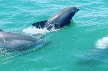 Catamaran Dolphin Cruise in Myrtle Beach with Barrier Island Stop