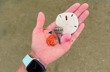 Shell Key Shelling Tour Discover Unique Treasures