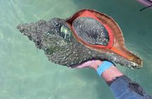 Shell Key Shelling Tour Discover Unique Treasures