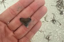 Shell Key Shelling Tour Discover Unique Treasures