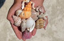 Shell Key Shelling Tour Discover Unique Treasures