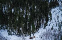 Horseback Ride in Finnish Forest from Rovaniemi