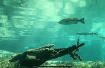 Rainbow River Scenic Eco Cruise with Optional Snorkeling