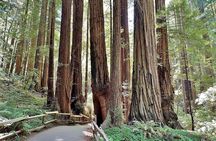 San Francisco, Redwoods & Sausalito: A Scenic Small-Group Escape 