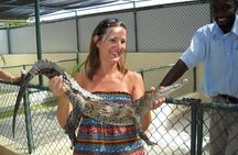 Full-Day South Coast - YS Falls, Pelican Bar & Black River Safari