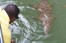 Full-Day South Coast - YS Falls, Pelican Bar & Black River Safari