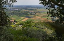 From Venice: Olive Oil & Wine Tour in the Venetian Hills