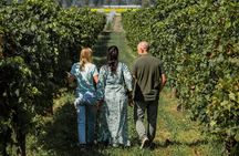 From Venice: Olive Oil & Wine Tour in the Venetian Hills