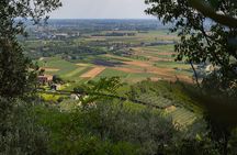 From Padua: Olive Oil & Wine in the Euganean Hills