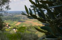 From Abano and Montegrotto: Oil and Wine Tour of the Euganean Hills